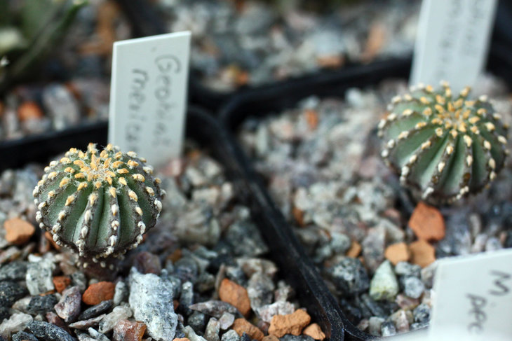 Geohintonia mexicana