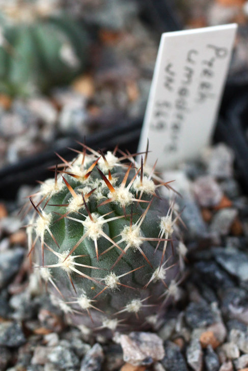 Pyrrhocactus umadeave JN569