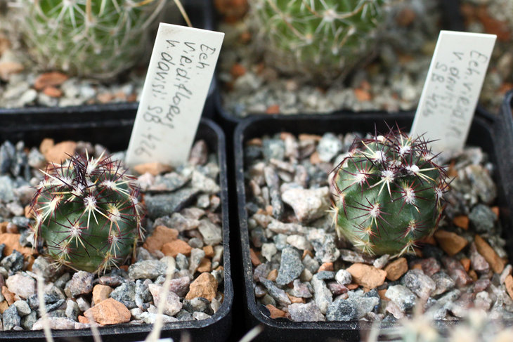Echinocereus viridiflorus v. davisii SB426