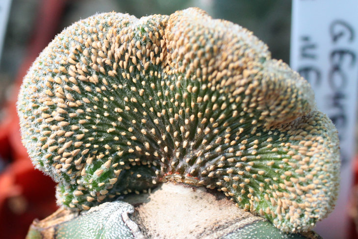 Geohintonia mexicana f. cristata