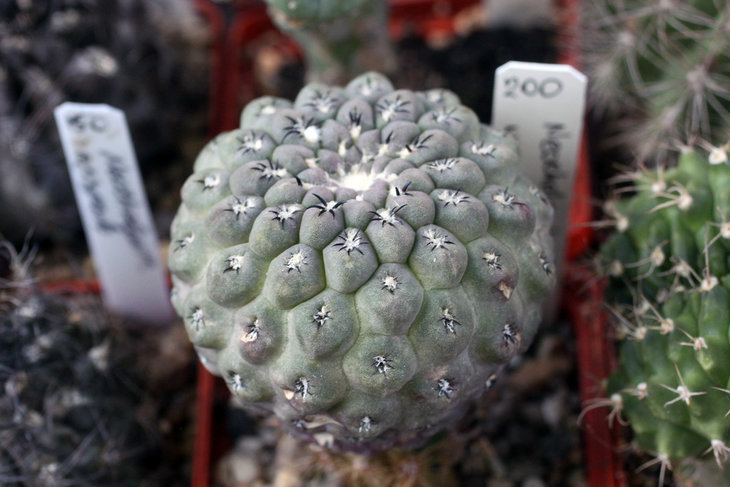 Neochilenia napina