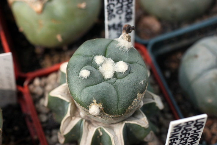 Lophophora alberto-jojtechii