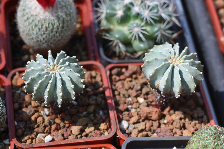 Geohintonia mexicana
