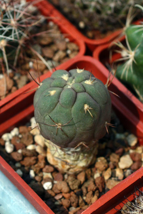 Weingartia kargliana