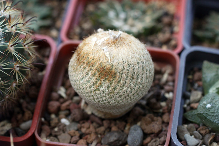 Epithelantha bokei