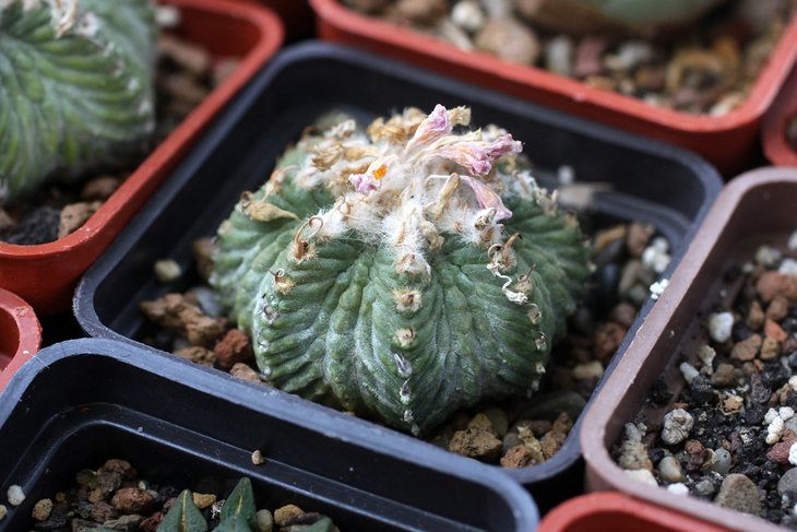 Aztekium ritteri