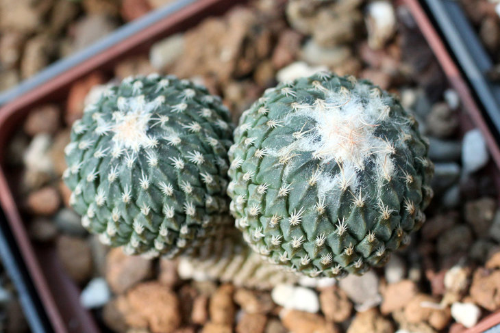Pelecyphora (Encephalocarpus) strobiliformis