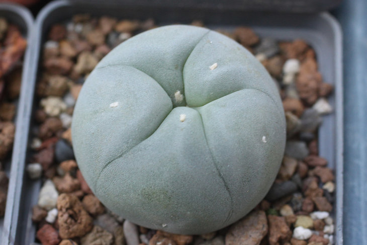 Lophophora diffusa MG