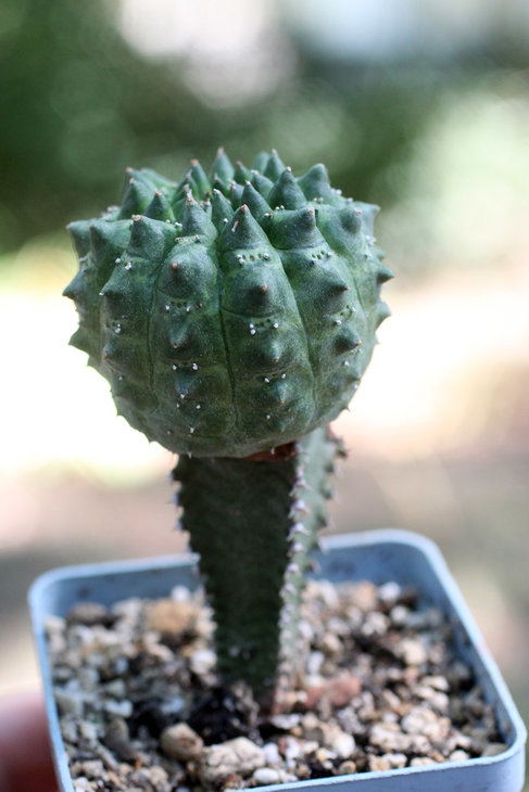 Euphorbia gymnocalycioides