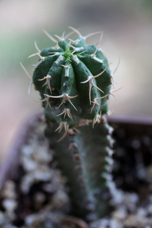 Euphorbia columnaris