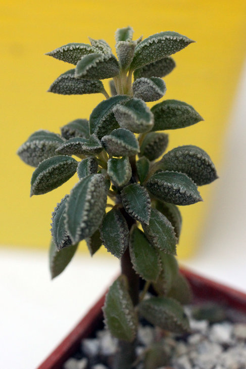 Peperomia wolfgang-krahnii