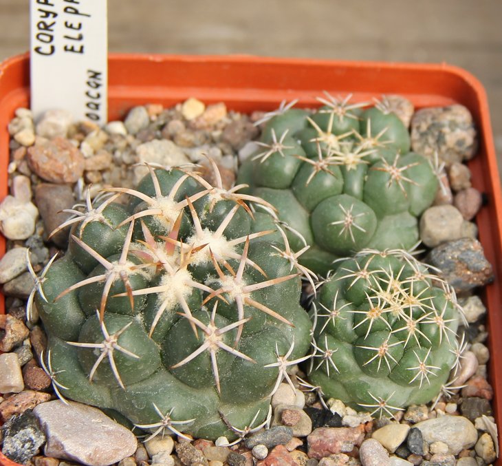 Coryphantha elephantidens  Michoacan
