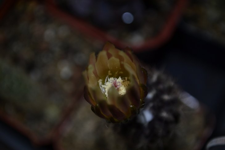 Neochilenia occulta.