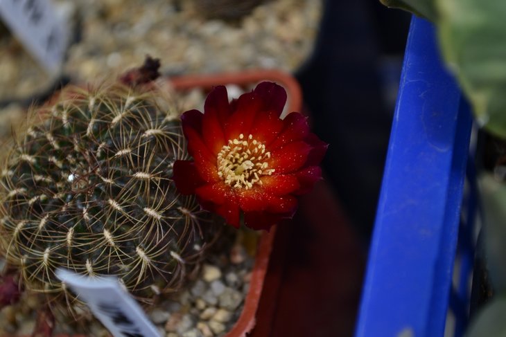 Sulcorebutia lepida.