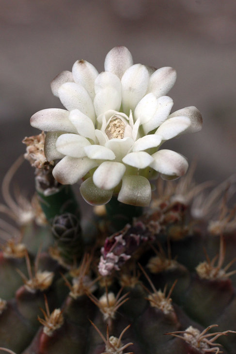 Gymnocalycium anisitsii v. damsii