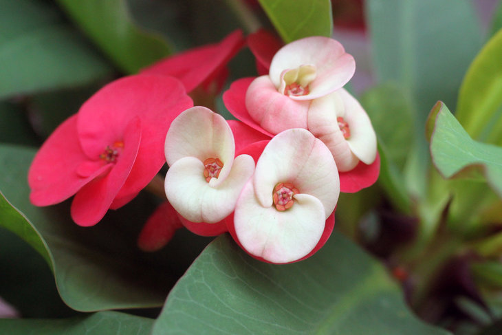 Крупноцветковая селекция Euphorbia milii