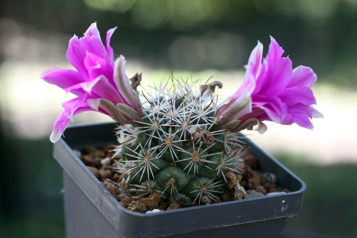 Bartschella schumannii v. globosa