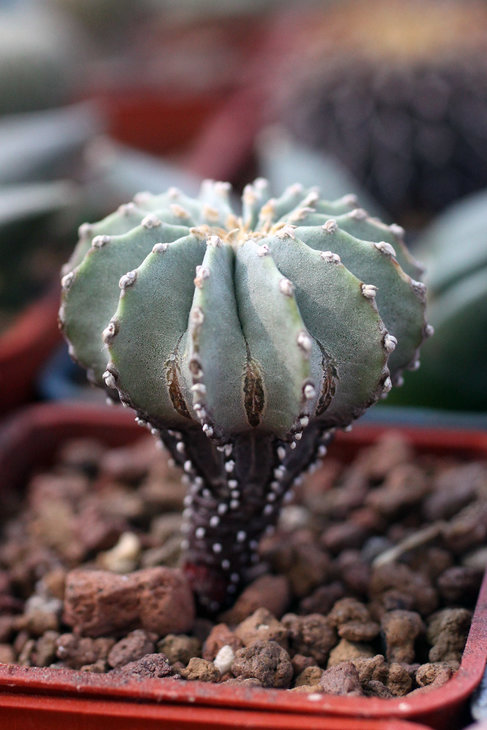 Geohintonia mexicana