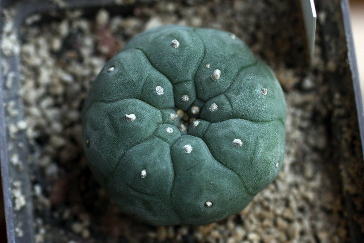 Lophophora fricii