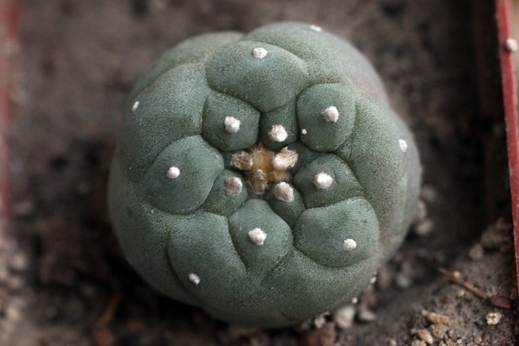 Lophophora fricii