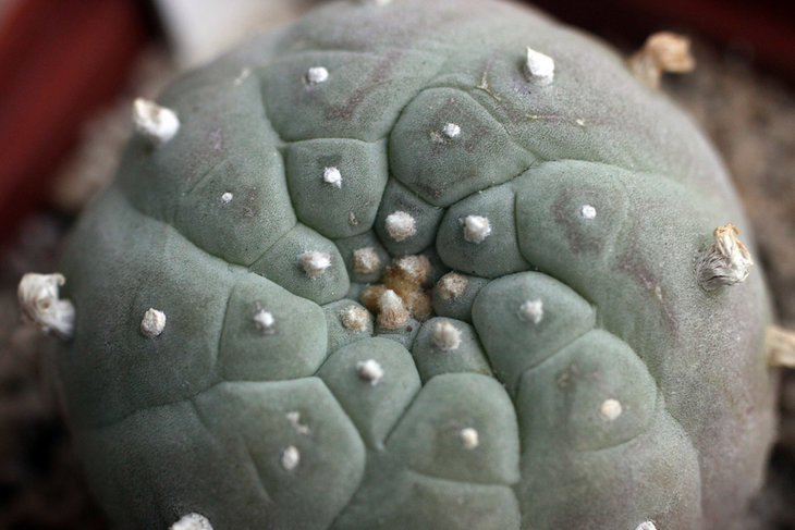 Lophophora fricii
