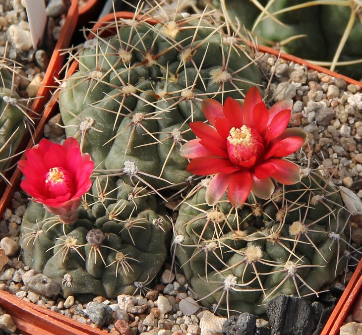 Gymnocalycium baldianum LB1243