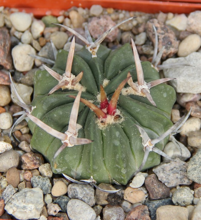 Echinofossulocactus coptonogonus KMR528 Tortugillas -Atenas Zac