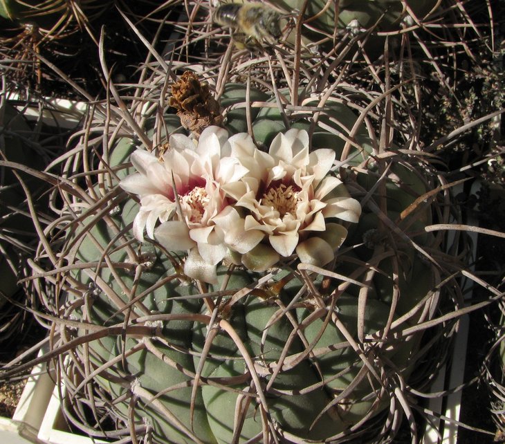 cardenasianum
