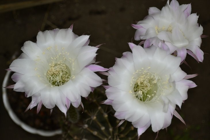 Echinopsis oxygona.