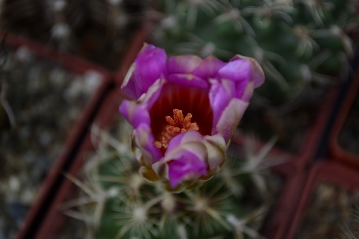 Thelocactus bicolor var. schwarzii.