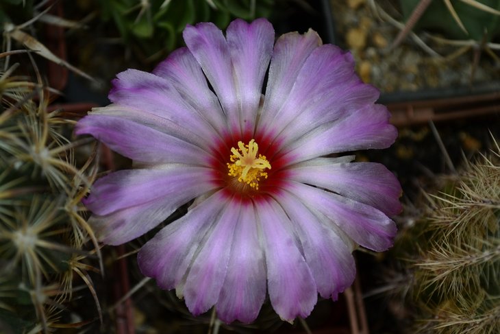 Thelocactus bicolor var. schwarzii.