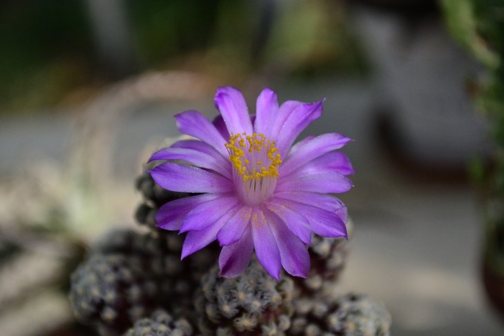 Mammillaria theresae.