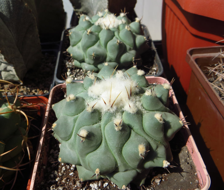 Thelocactus phymatotelos