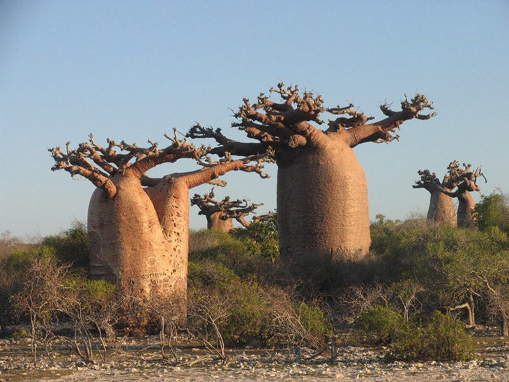 baobab-1.jpg