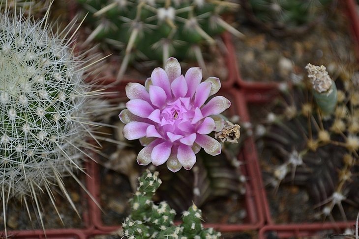 Gymnocalycium friedrichii.....jpg