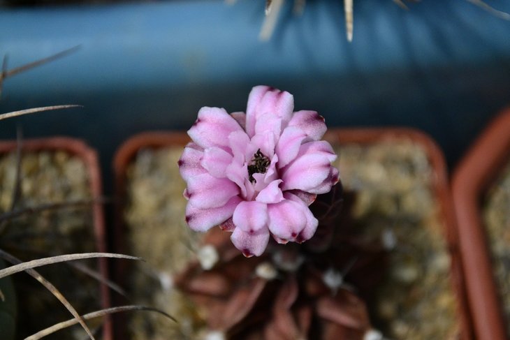 Gymnocalycium friedrichii ...........jpg
