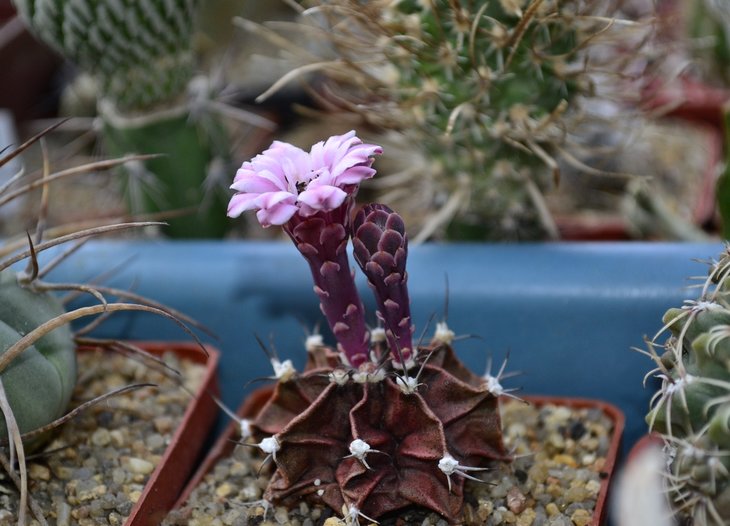 Gymnocalycium friedrichii 11.....jpg