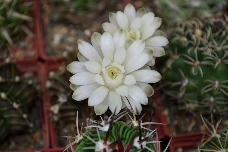 Gymnocalycium friedrichii  14.jpg