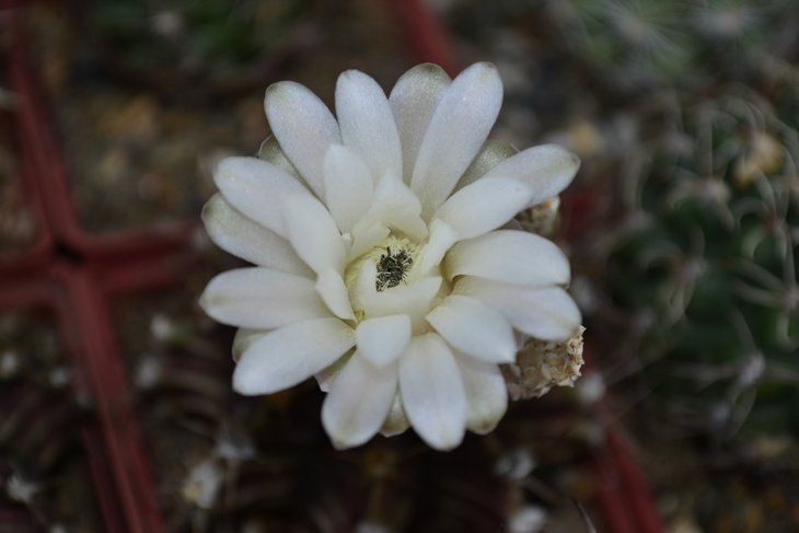 Gymnocalycium friedrichii  14.........jpg