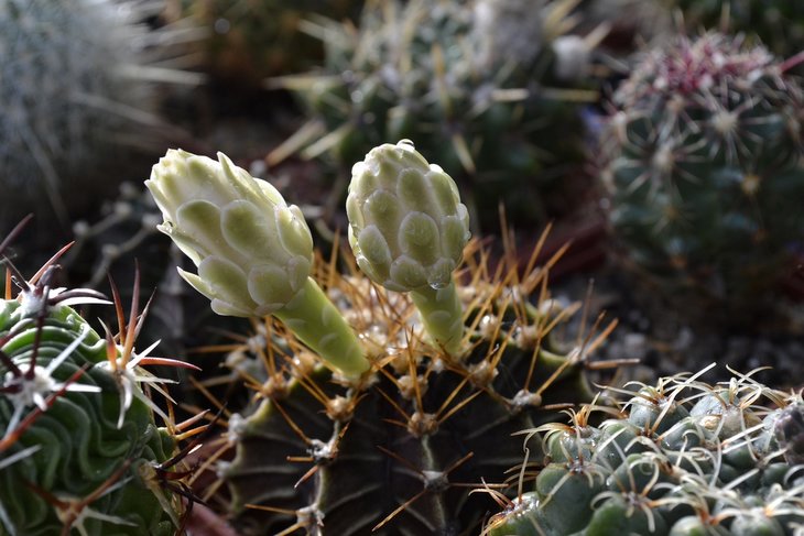 Gymnocalycium friedrichii -.jpg