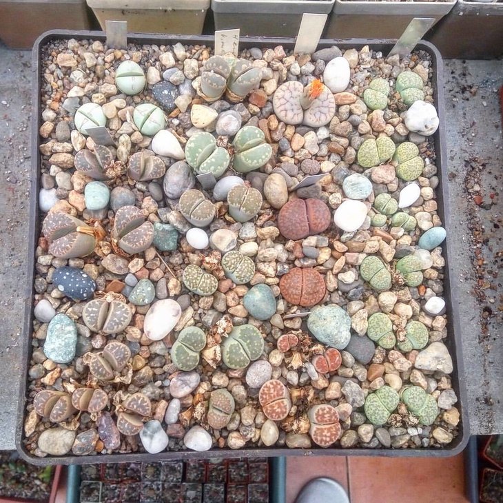 cintia plast2.jpg
