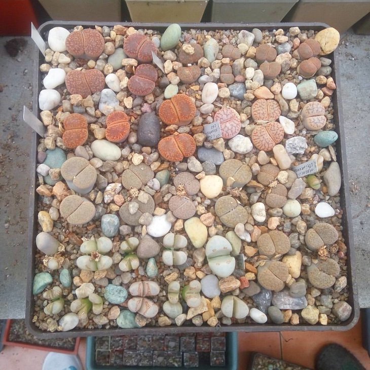 cintia plast3.jpg