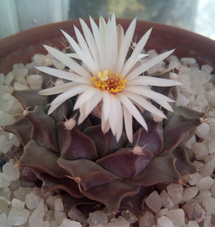 Obregonia denegrii