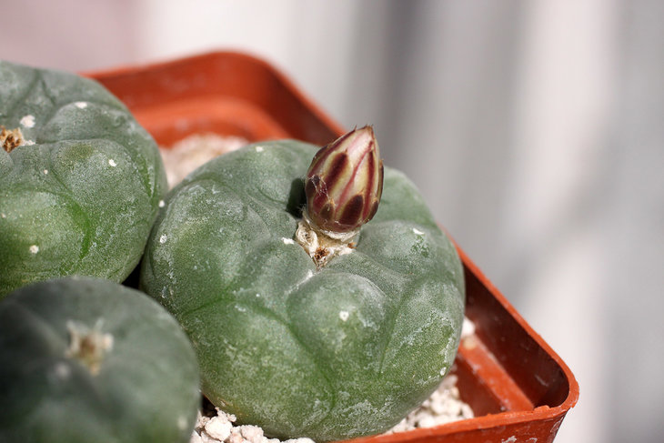 Lophophora koehresii MZ1199 (San Francisco, SLP)