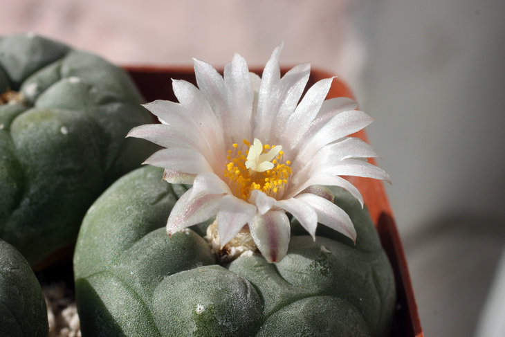 Lophophora koehresii MZ1199 (San Francisco, SLP)