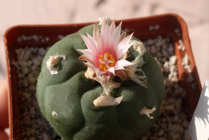 Lophophora koehresii (посев с семян Мигача), розовый цветок