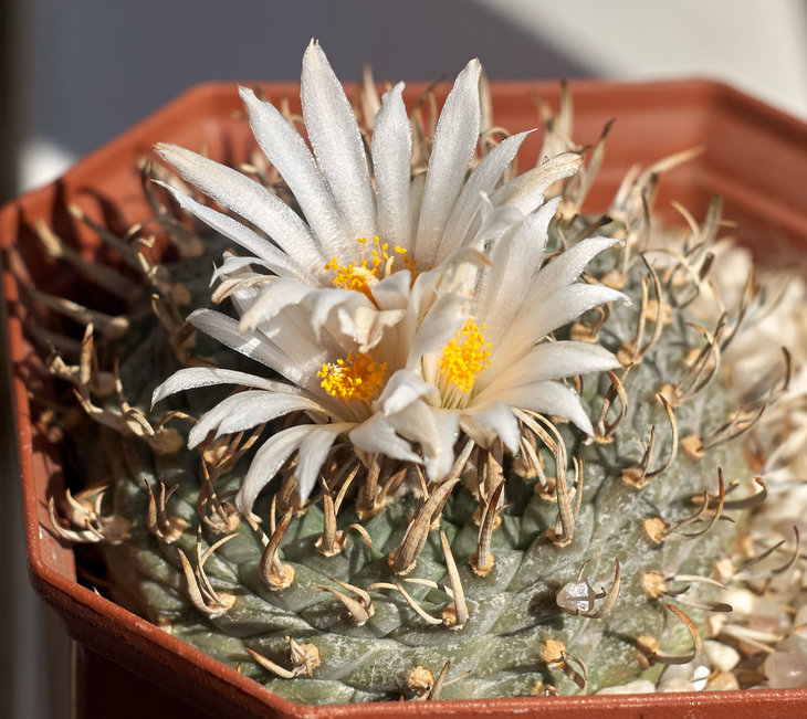 Turbinicarpus sp. Negrita