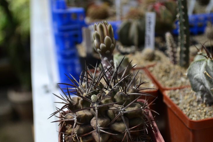Gymnocalycium schickendantzii.
