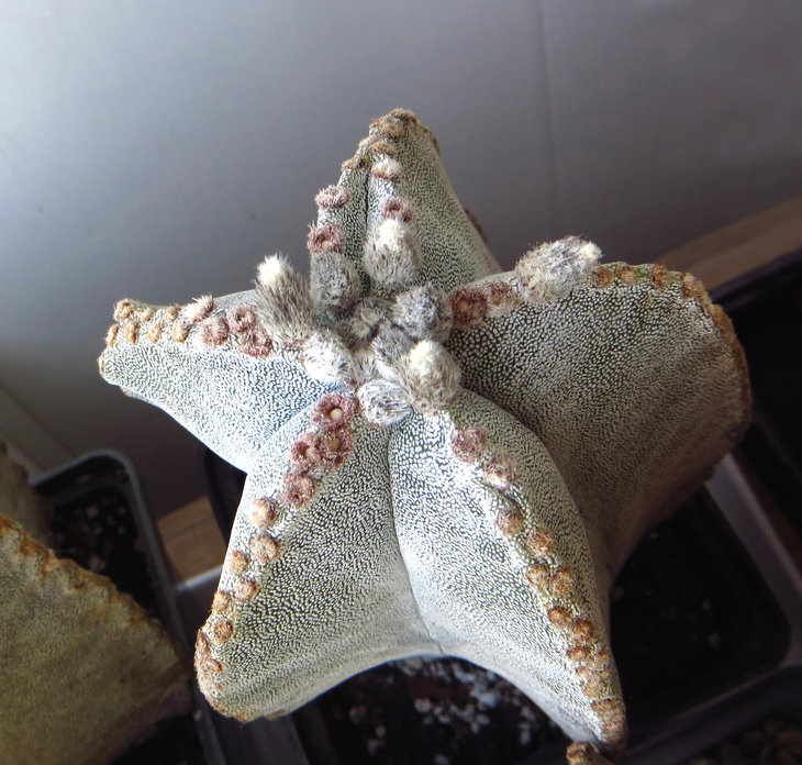Astrophytum myriostigma