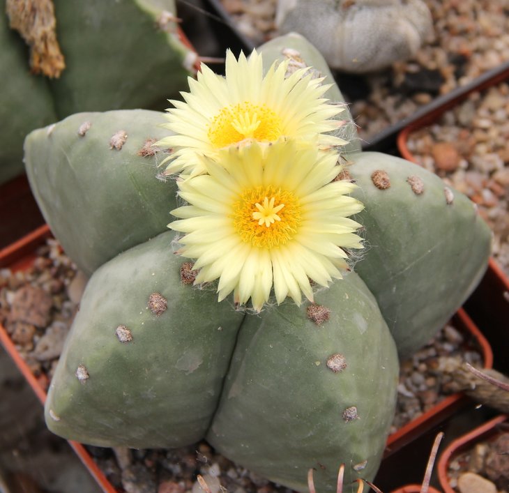 Astrophitum myriostigma nudum